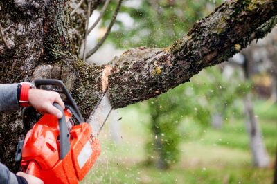 Branch Cutting Service