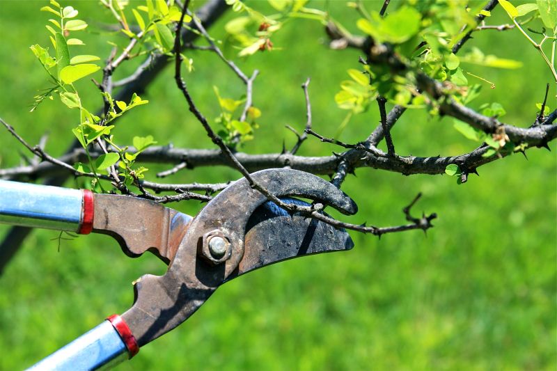 Branch Cutting Service