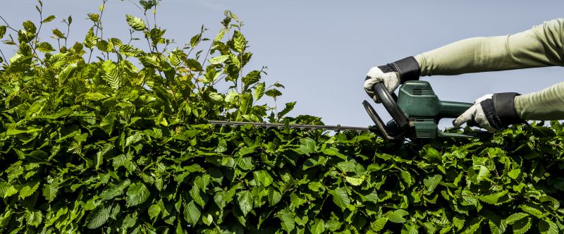 Evergreen Hedge Trimming in Rockwall, TX