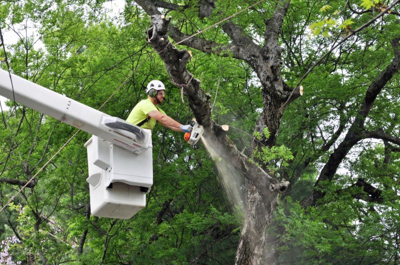 Tree Care in Urban Areas
