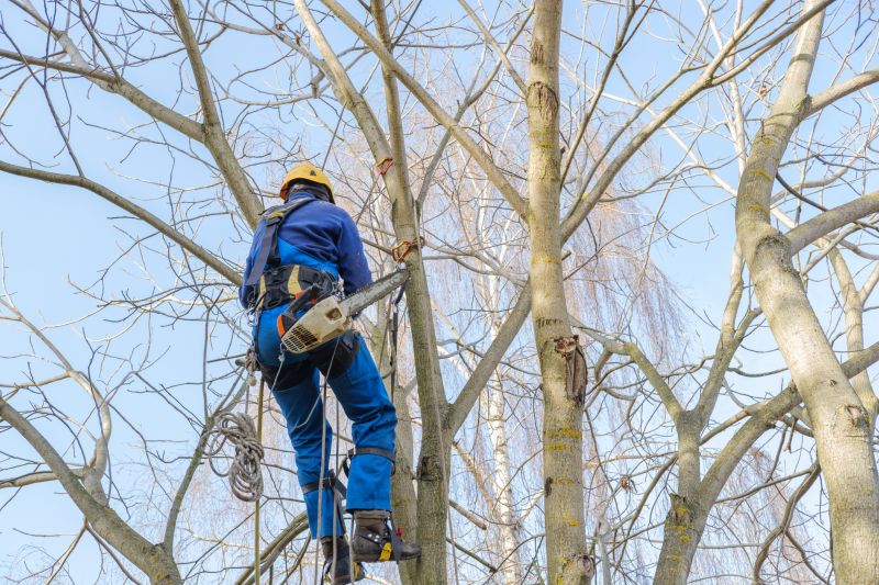 Large Tree Maintenance