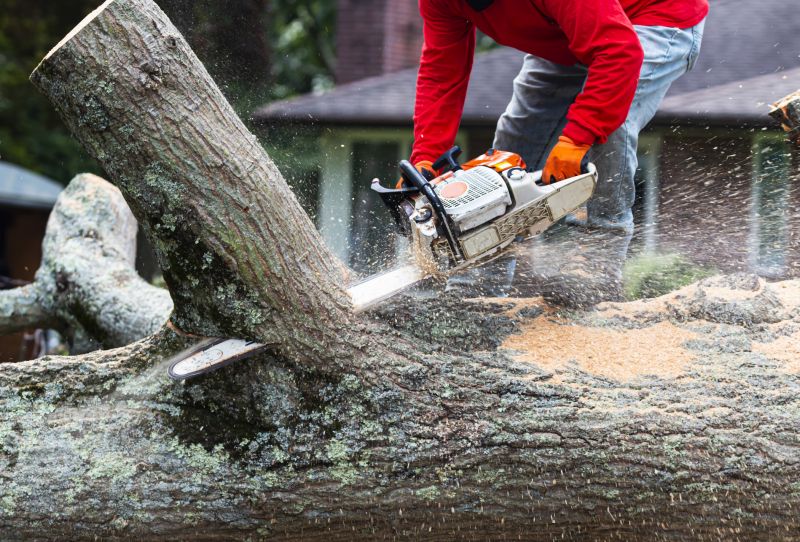 Large Tree Removal