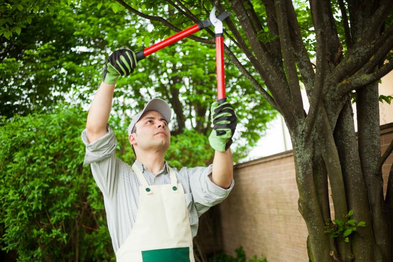Professional Tree Care Specialists